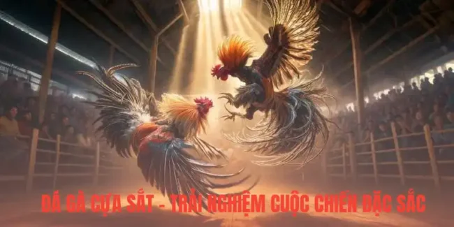 đá gà cựa sắt