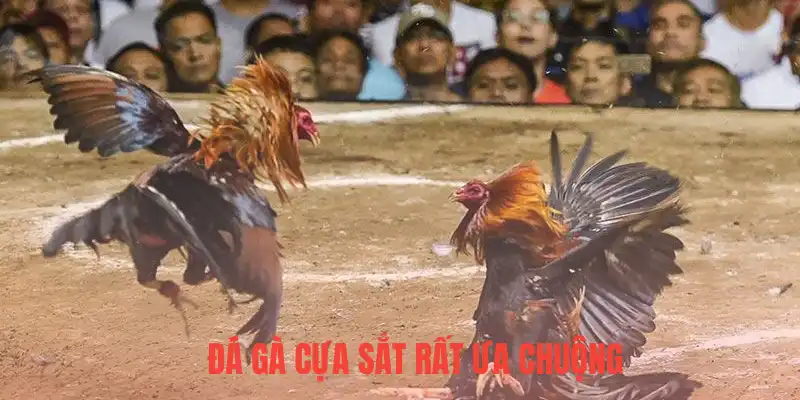 Đá gà cựa sắt rất ưa chuộng