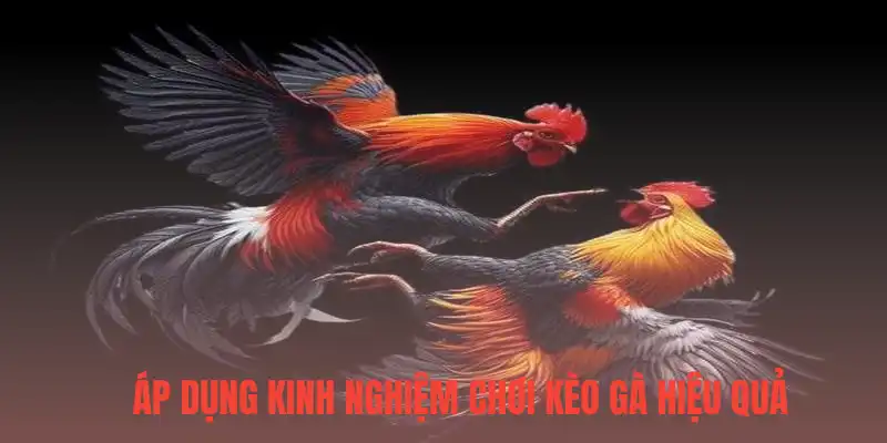 Áp dụng kinh nghiệm chơi kèo gà hiệu quả