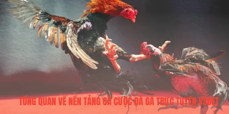 Tổng quan về nền tảng cá cược đá gà trực tuyến VSBET