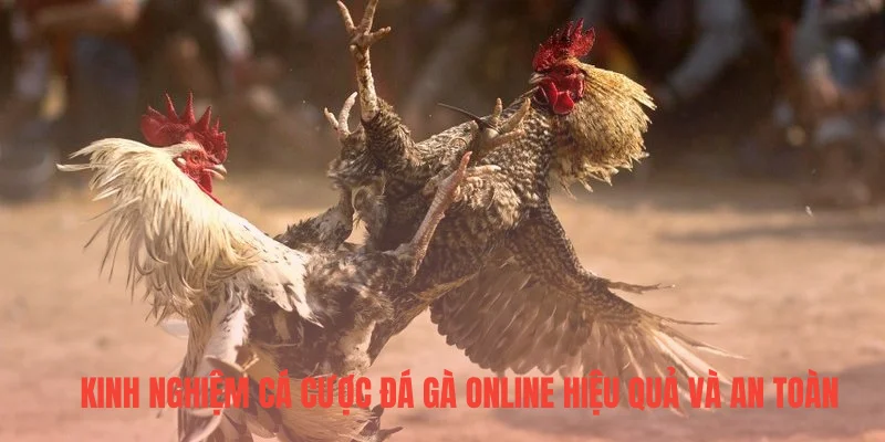 Kinh nghiệm cá cược đá gà online hiệu quả và an toàn