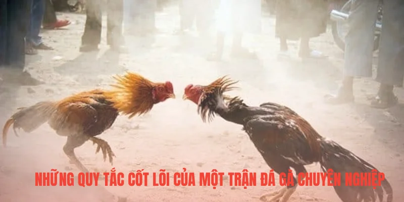 Những quy tắc cốt lõi của một trận đá gà chuyên nghiệp