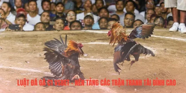 Luật Đá Gà C1